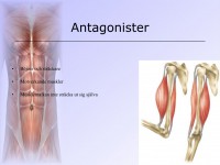 /album/antagonister/a6-musklerna-014-jpeg1/